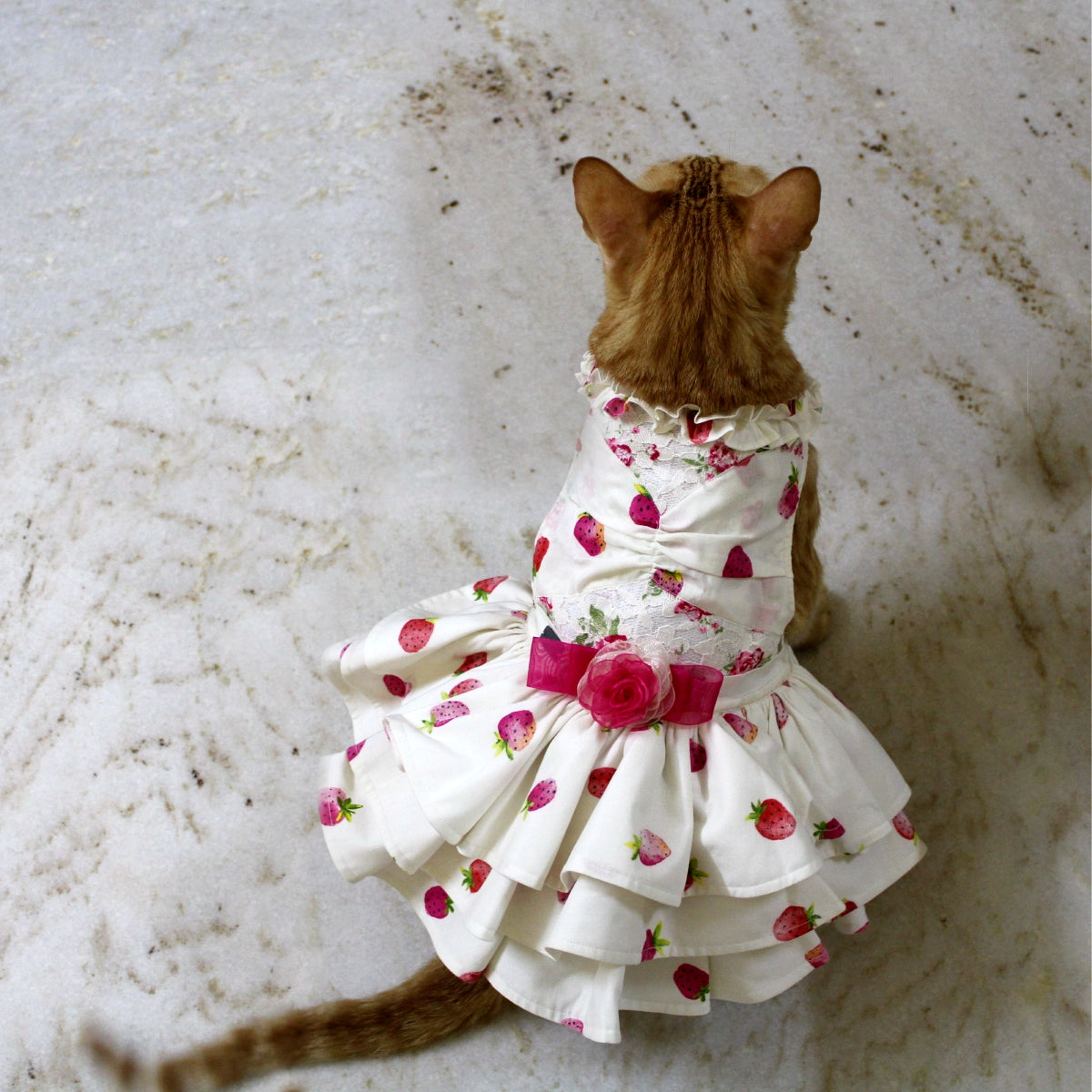 Strawberry Love (Cat)