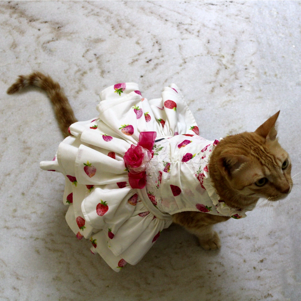 Strawberry Love (Cat)