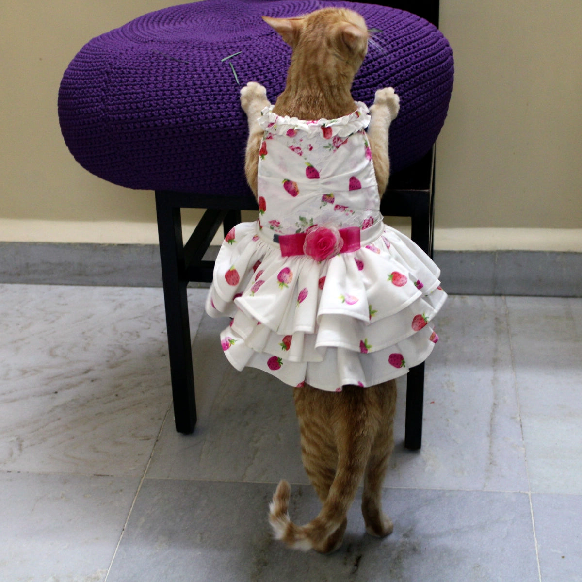 Strawberry Love (Cat)