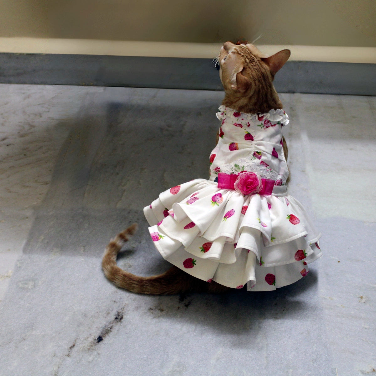 Strawberry Love (Cat)