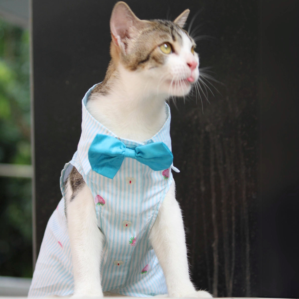 Strawberry Stripes (Cat)