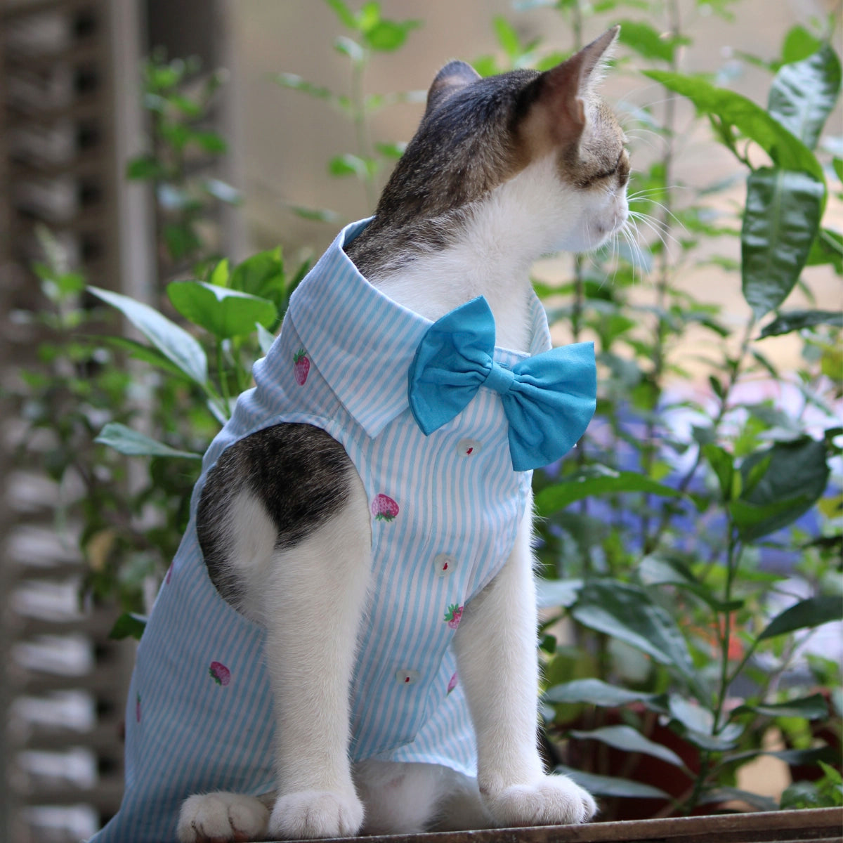 Strawberry Stripes (Cat)