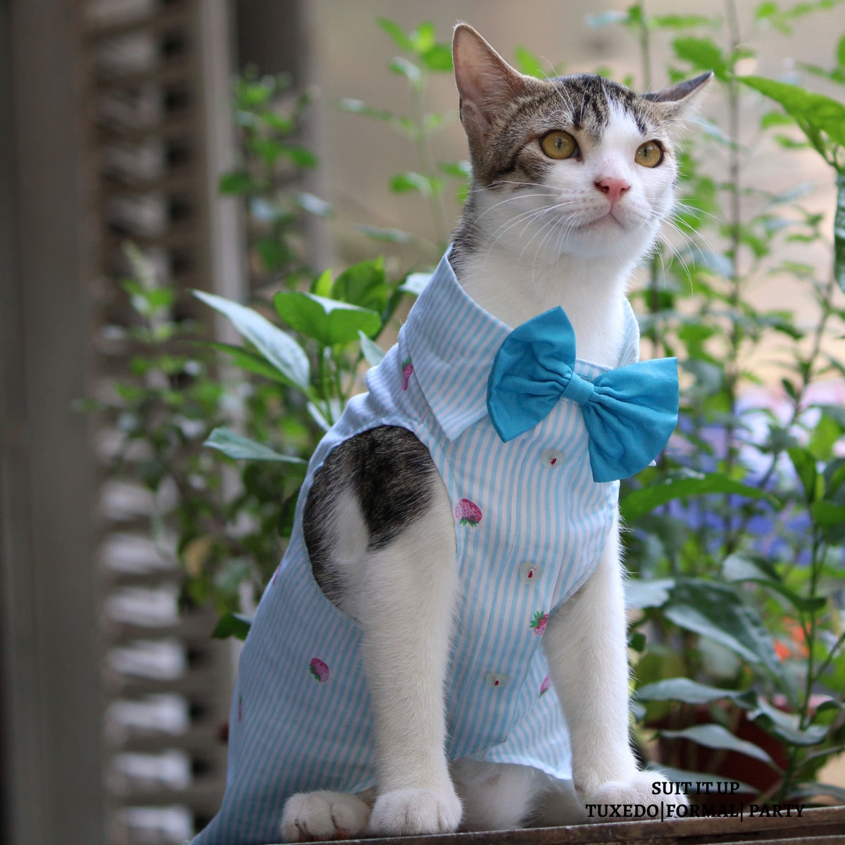 Strawberry Stripes (Cat)