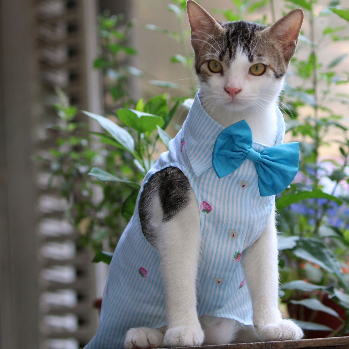 Strawberry Stripes (Cat)