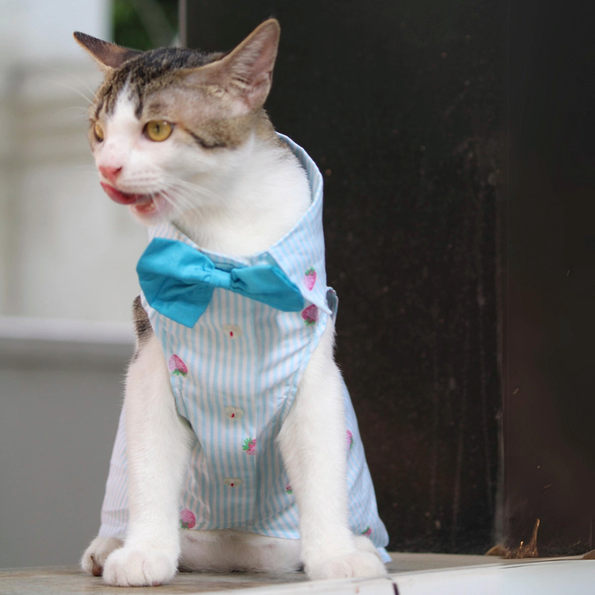 Strawberry Stripes (Cat)