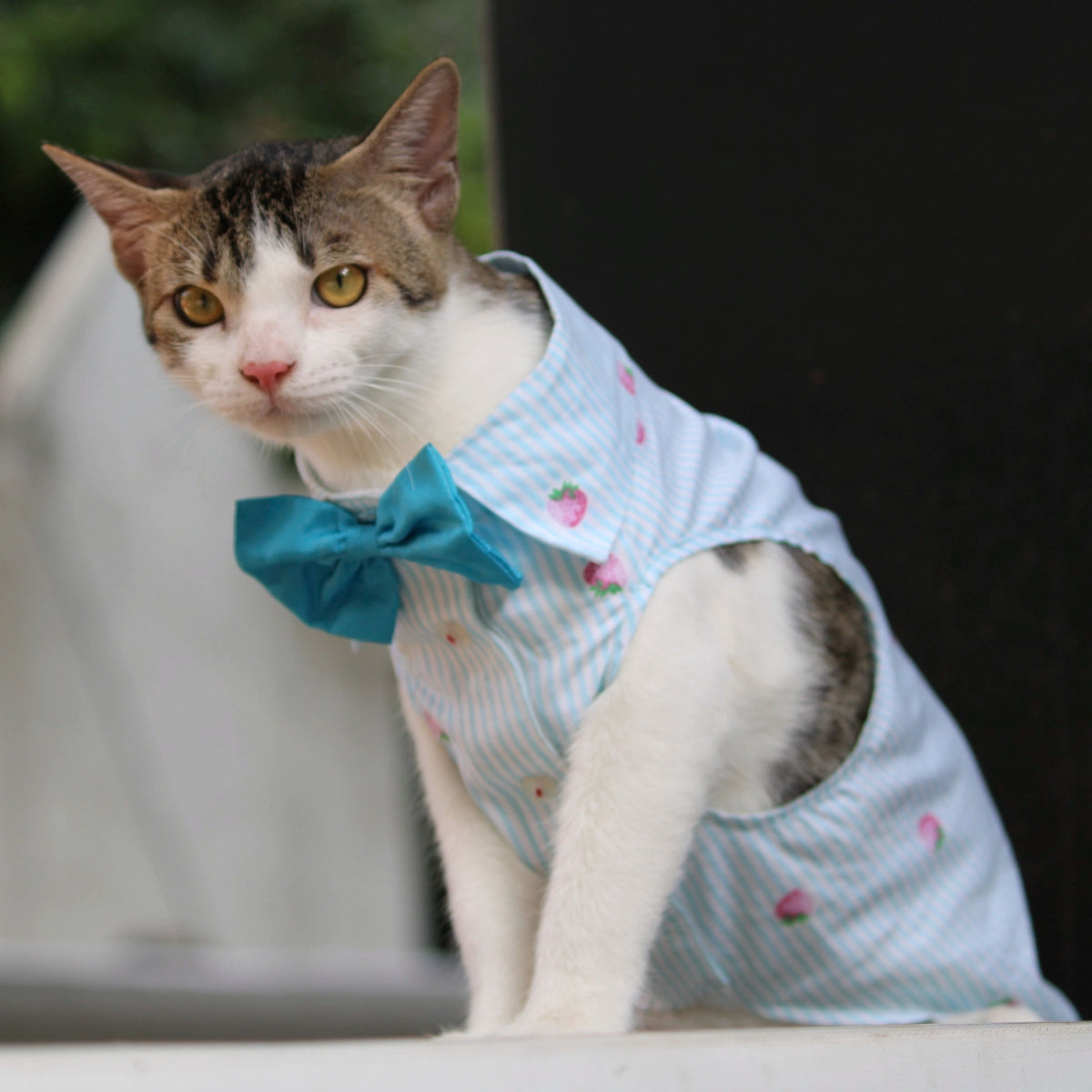 Strawberry Stripes (Cat)