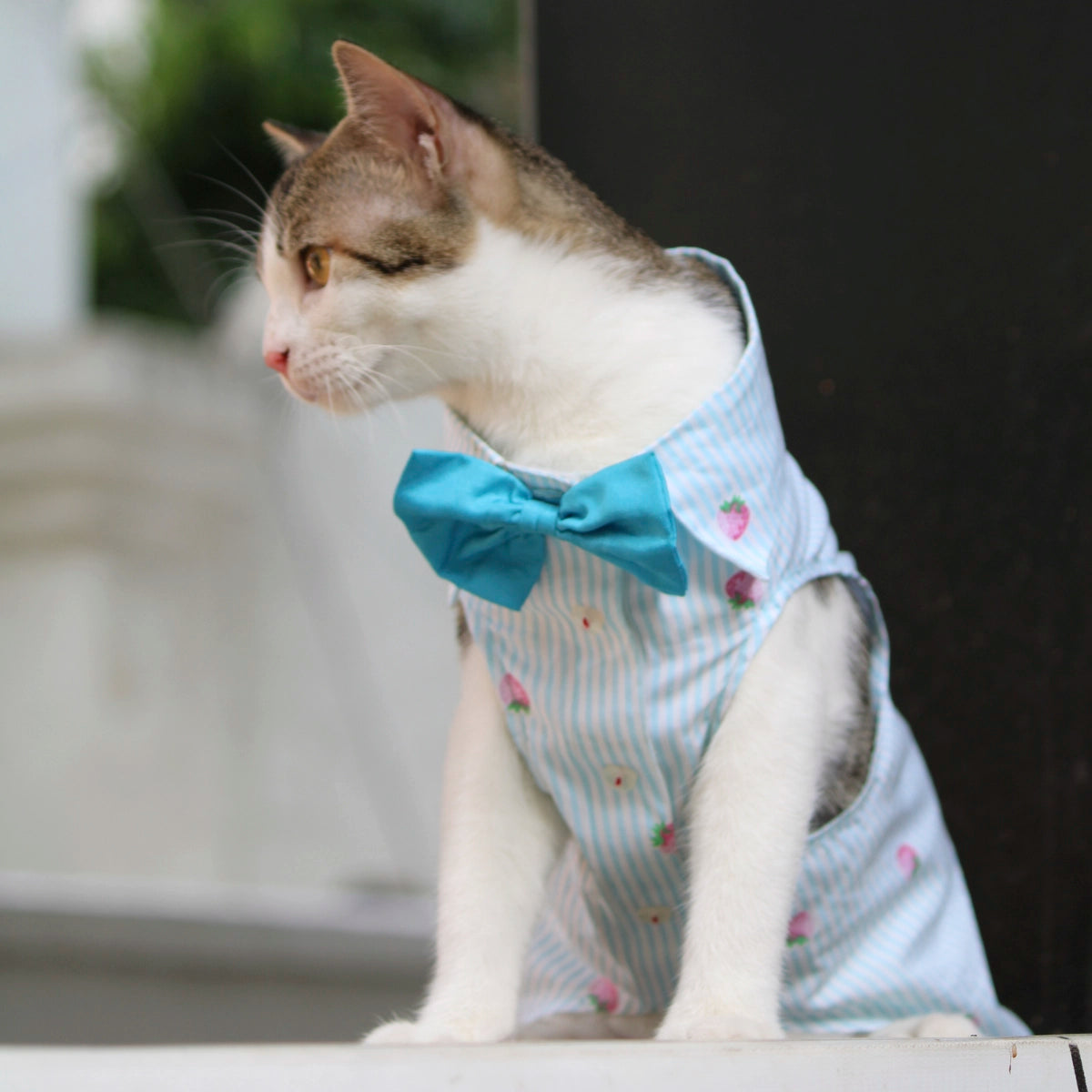 Strawberry Stripes (Cat)