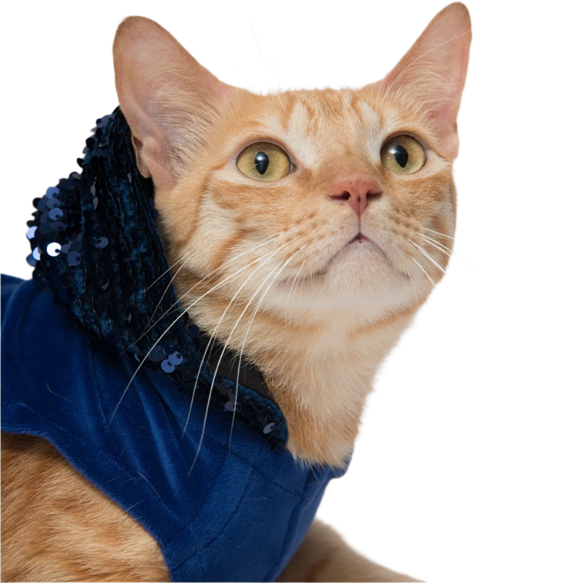 Street Creed Navy Blue