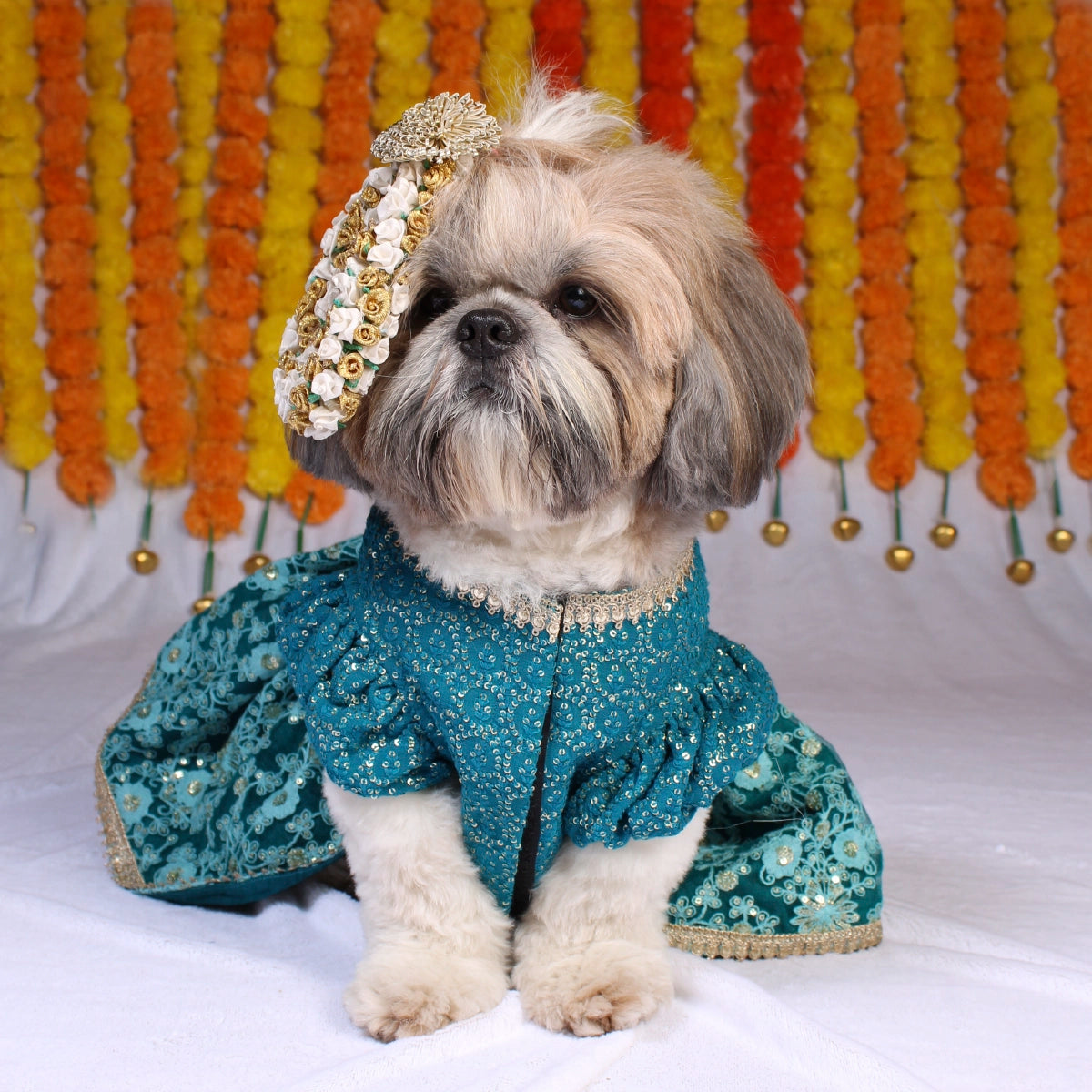 Teal Lengha (Dog)