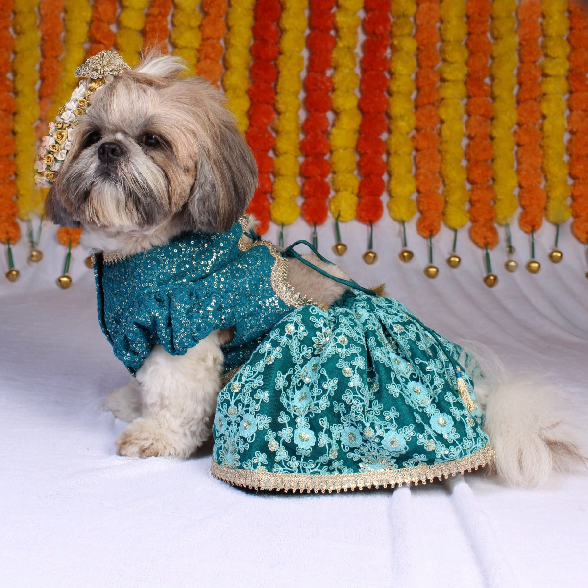 Teal Lengha (Dog)