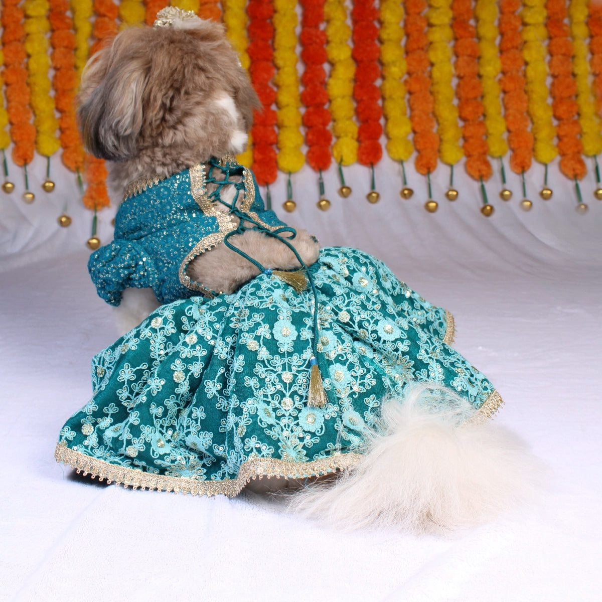 Teal Lengha (Dog)
