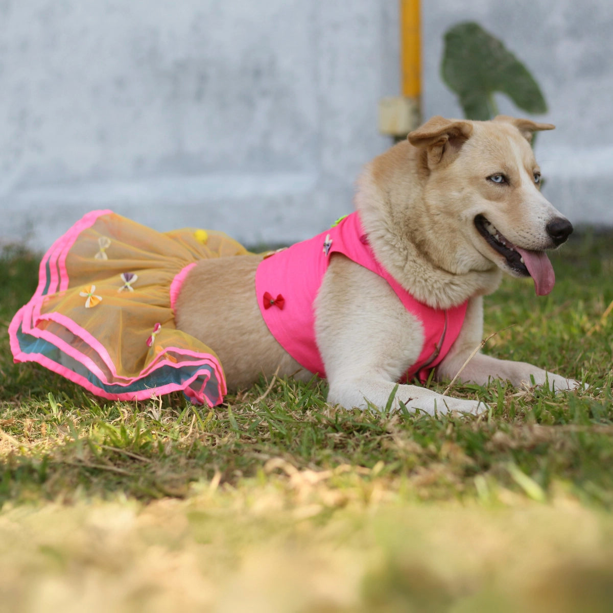 Tri Bow Lengha (Dog)