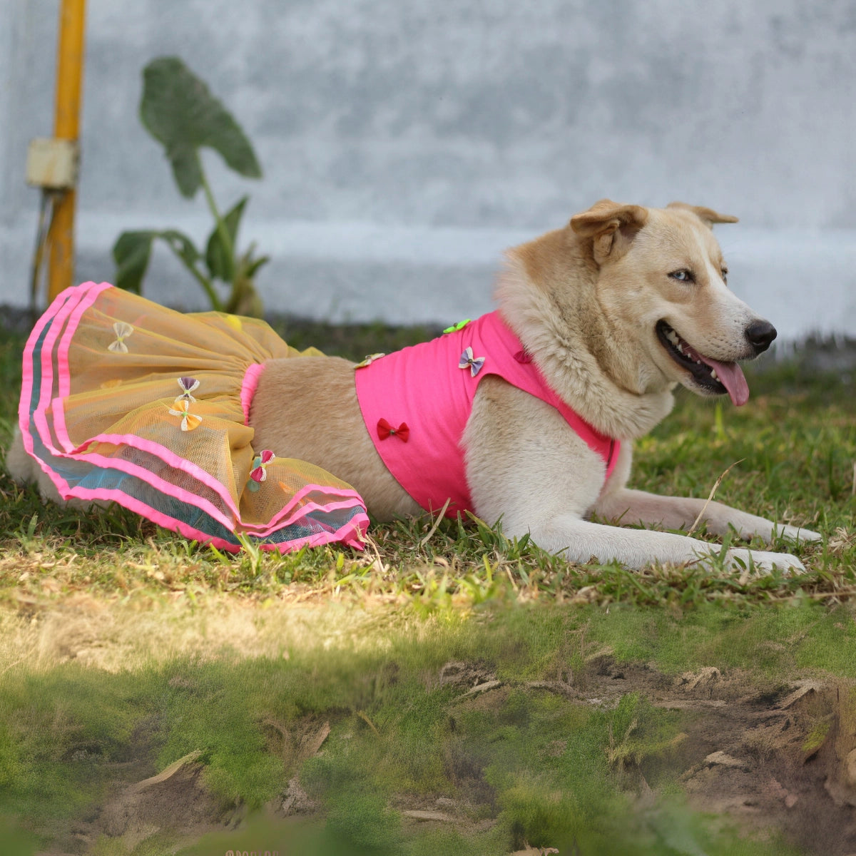 Tri Bow Lengha (Dog)
