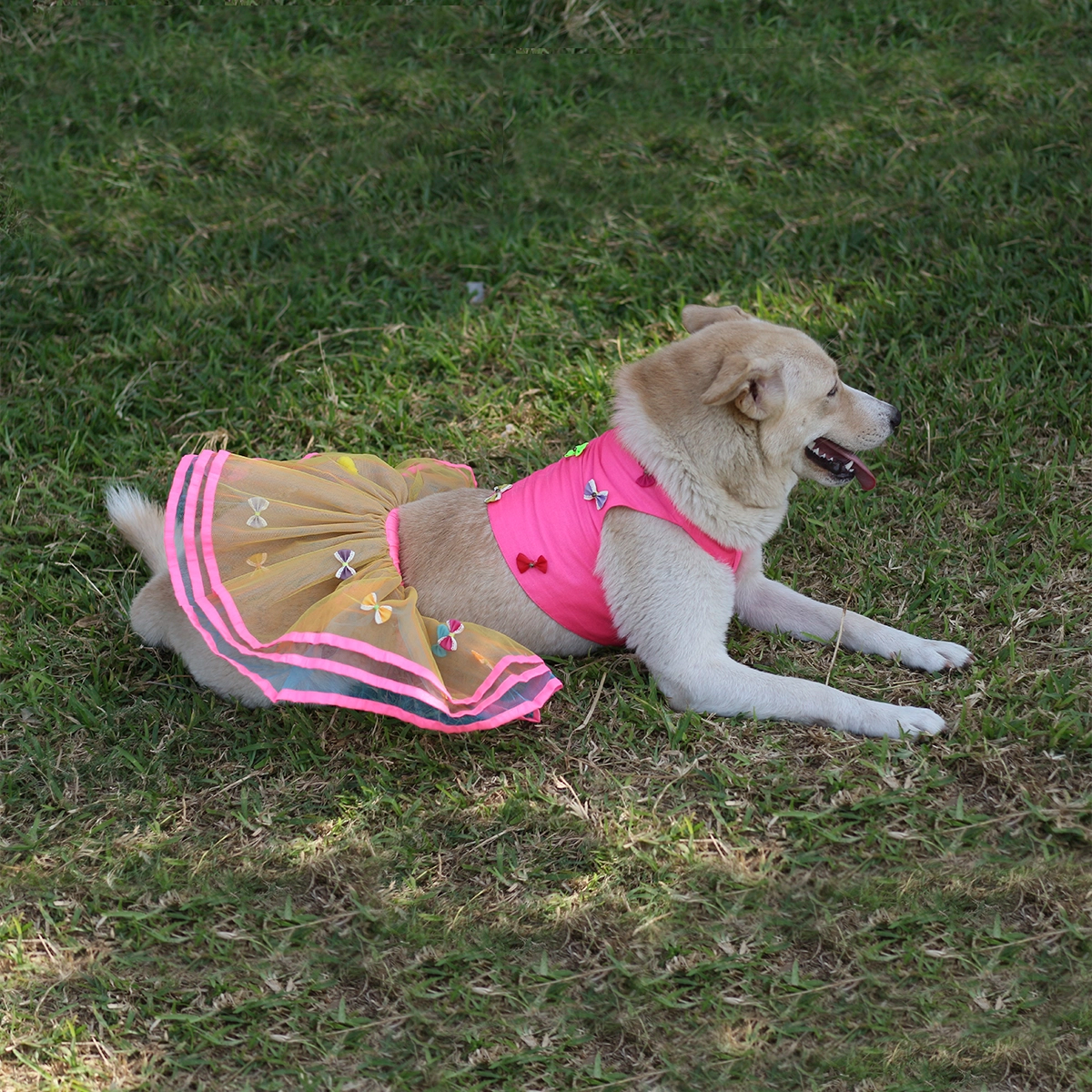 Tri Bow Lengha (Dog)