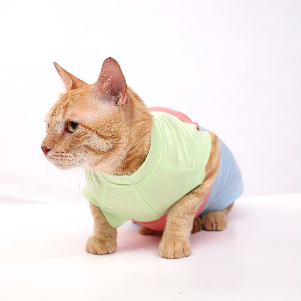 Tricolour Tee (Cat)