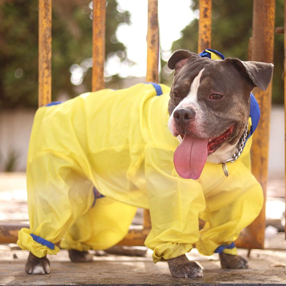 Neon Yellow Rainromper(Dog)