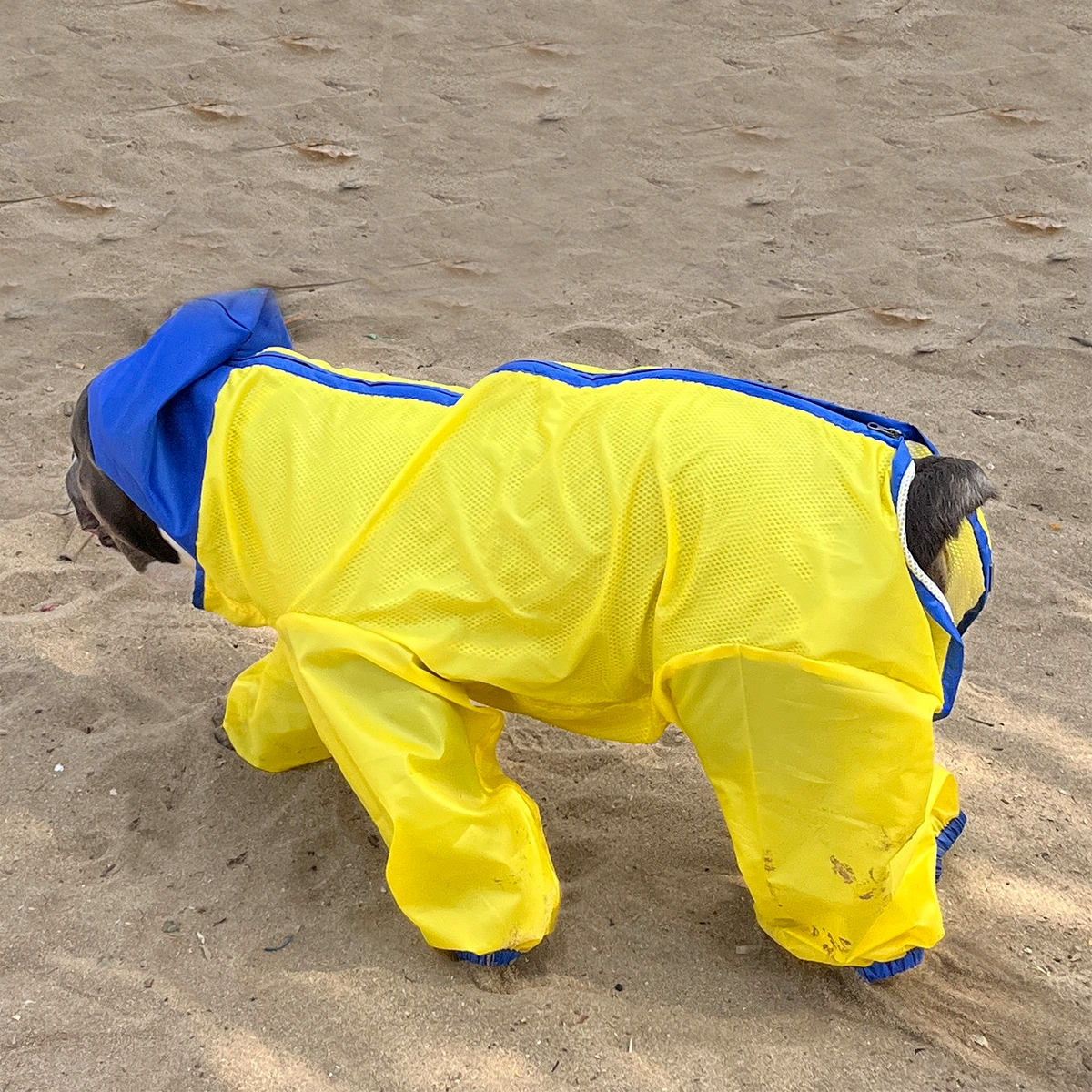 Neon Yellow Rainromper(Dog)