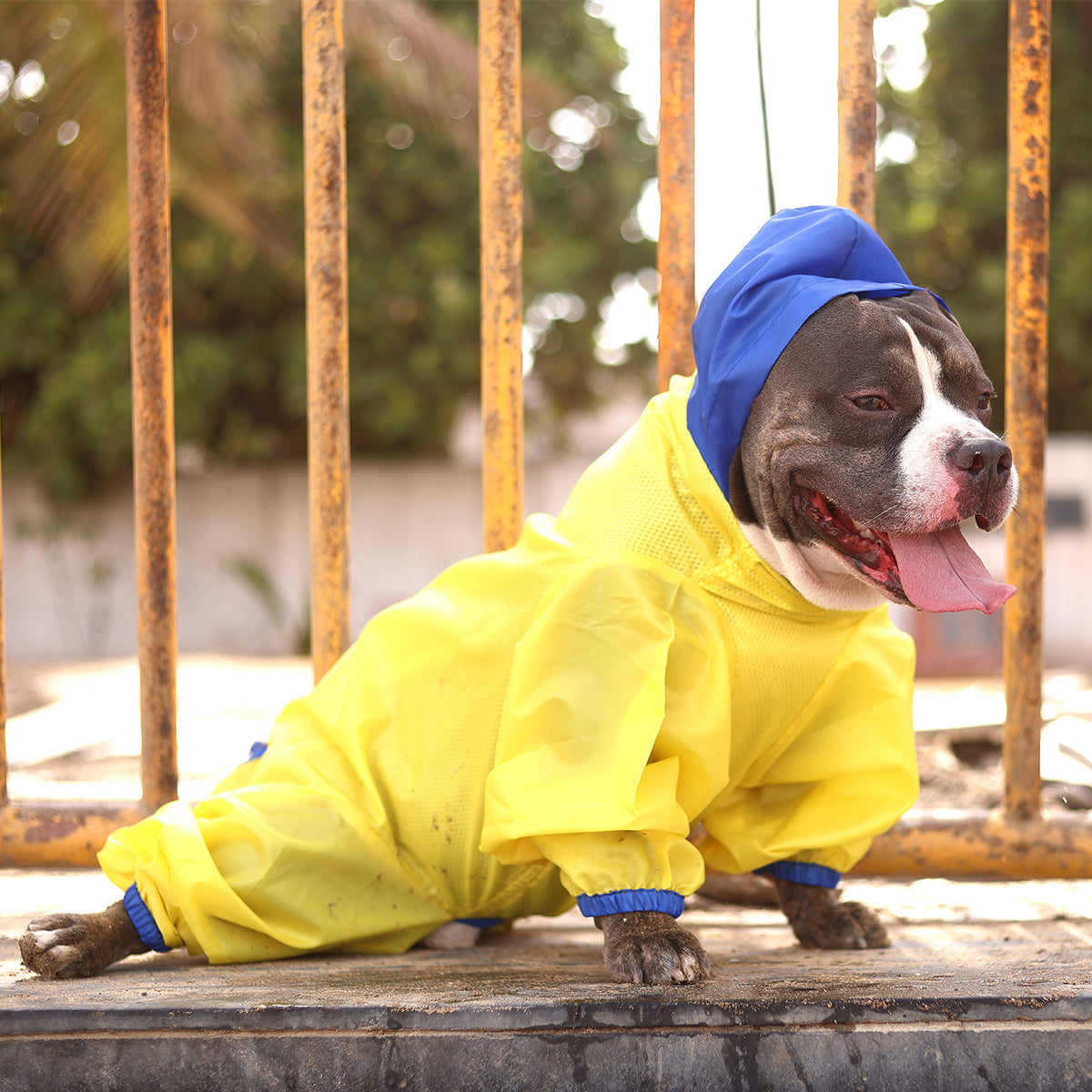 Neon Yellow Rainromper(Dog)