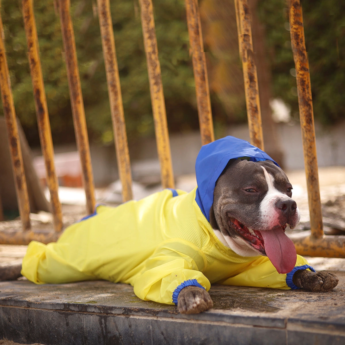 Neon Yellow Rainromper(Dog)