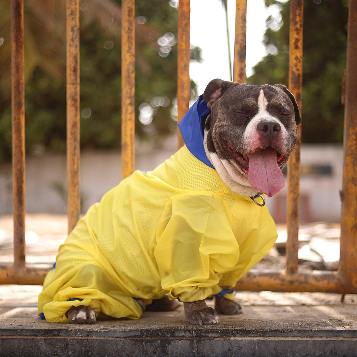 Neon Yellow Rainromper(Dog)