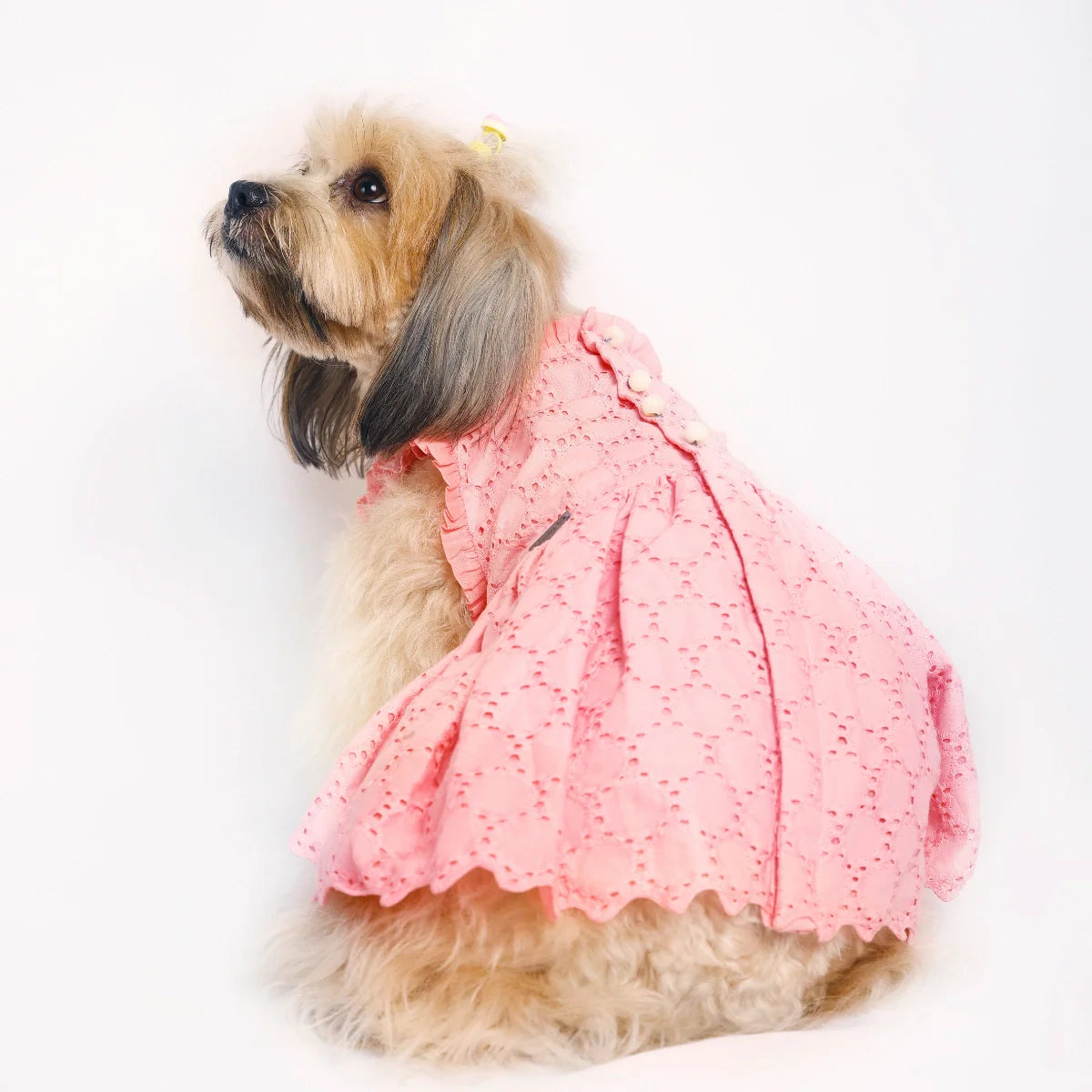 Daily Frocks