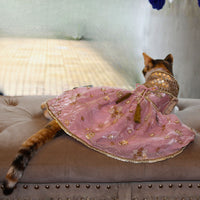 Pink Anarkali (Cat)