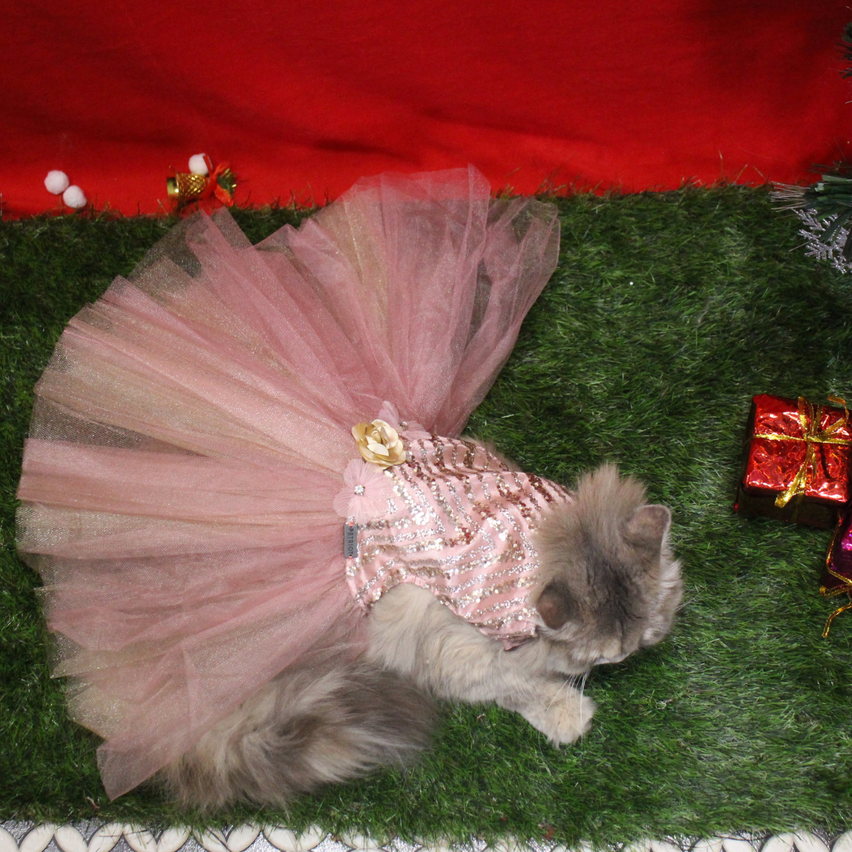 Sparkle (Cat)