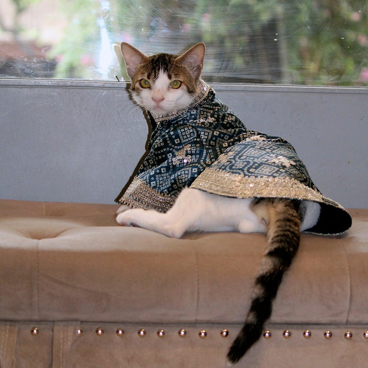 Bandhani Blue (Cat)