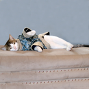 Bandhani Blue (Cat)