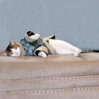 Bandhani Blue (Cat)