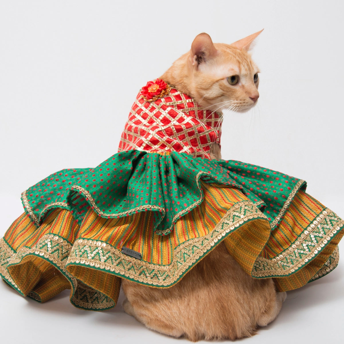 Maharani (Cat)
