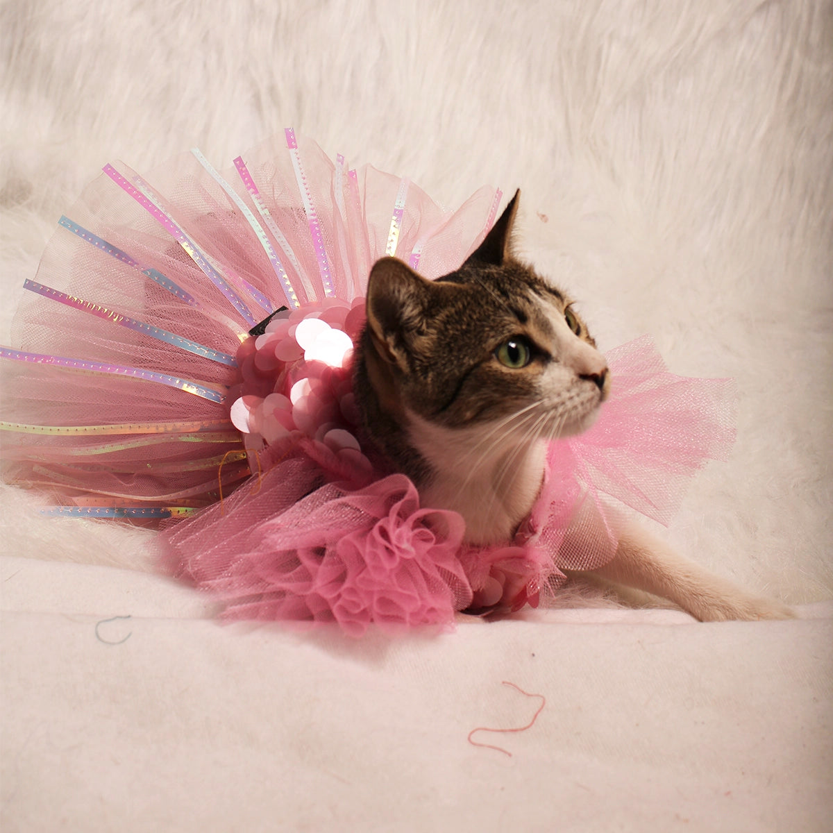 Pink Ice (Cat)