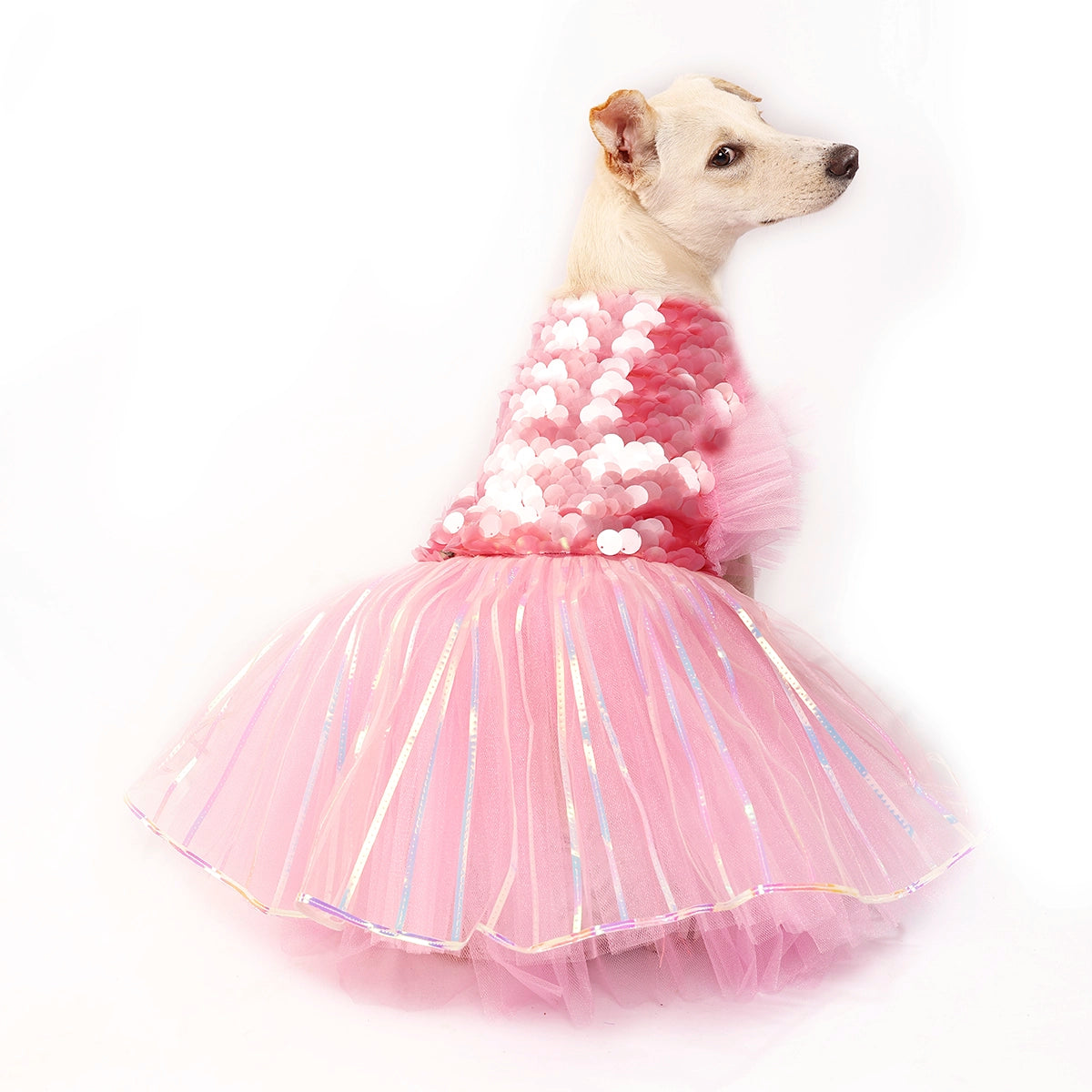 Pink Ice(Dog)