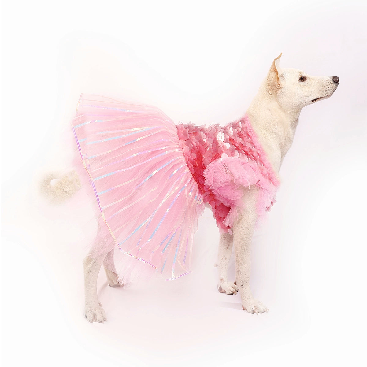 Pink Ice(Dog)