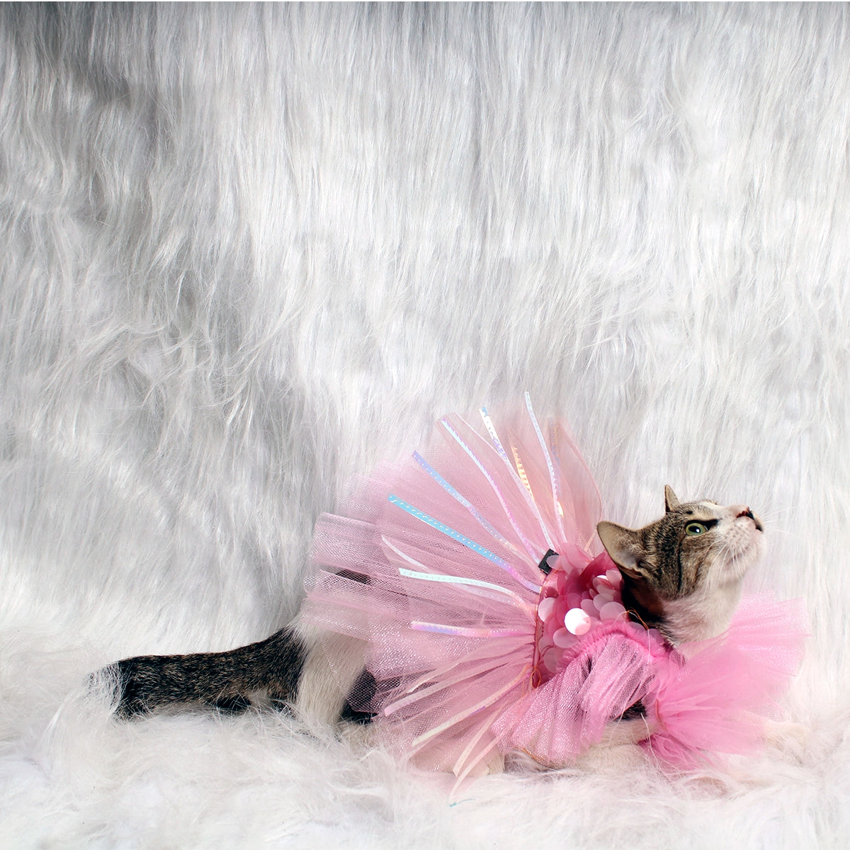 Pink Ice (Cat)