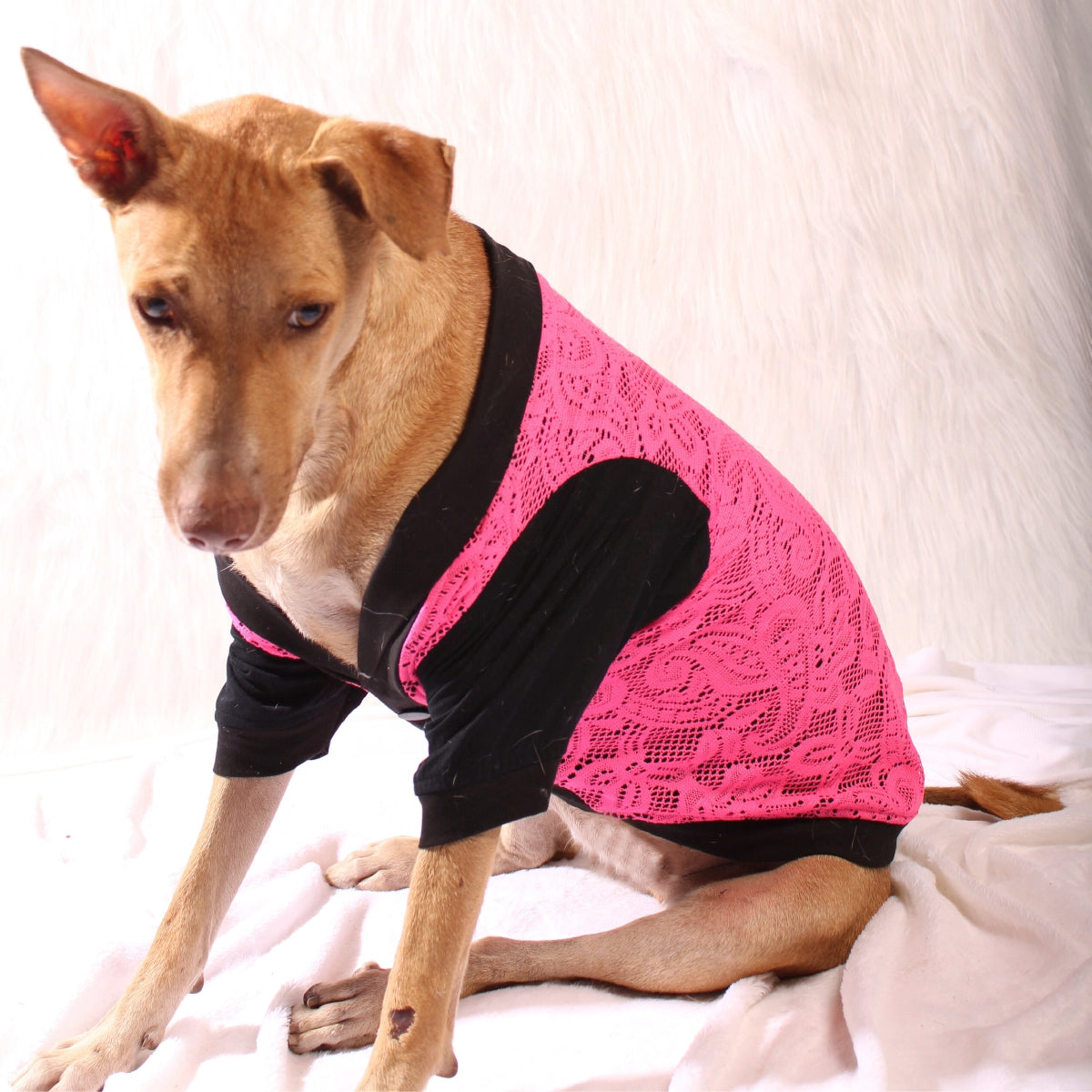 Pink Lace Tee (Dog)