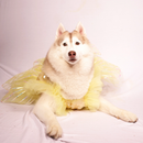 Yellow Ice(Dog)