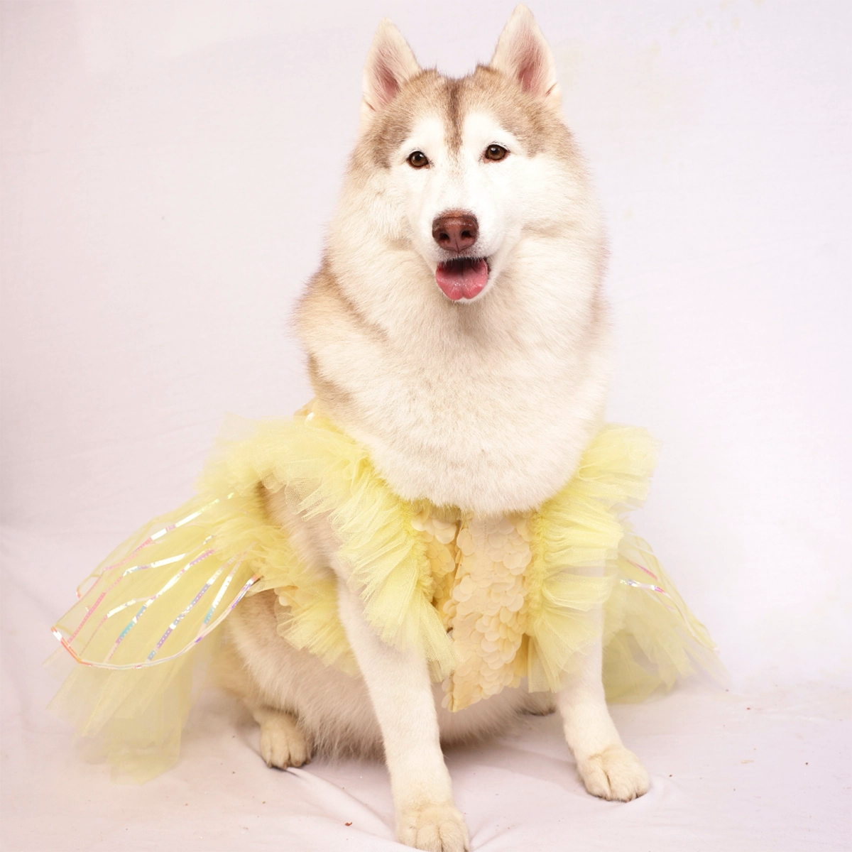 Yellow Ice(Dog)