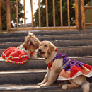 All About Dandiya(Dog)