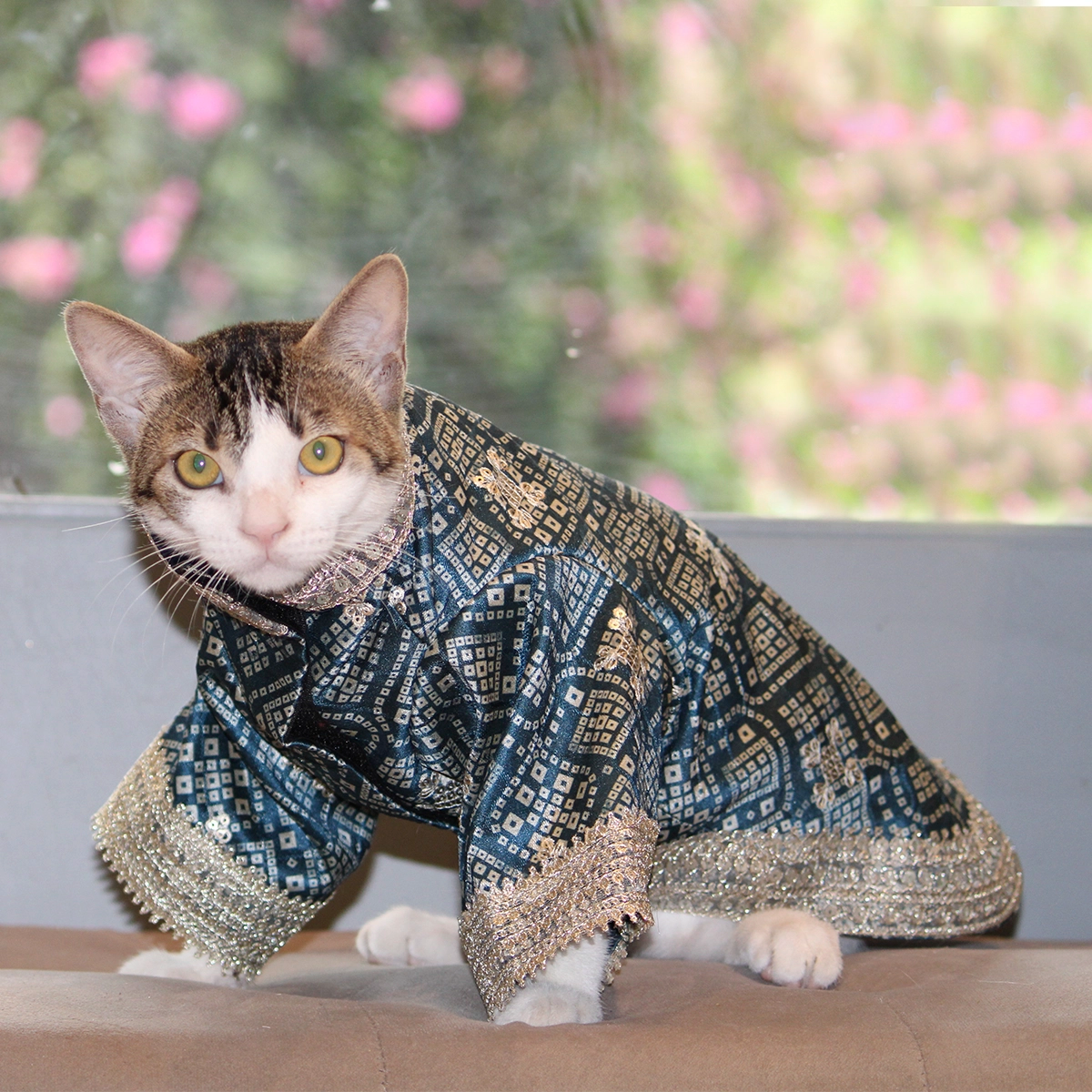 Bandhani Blue (Cat)