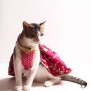 Barbie Twist (Cat)