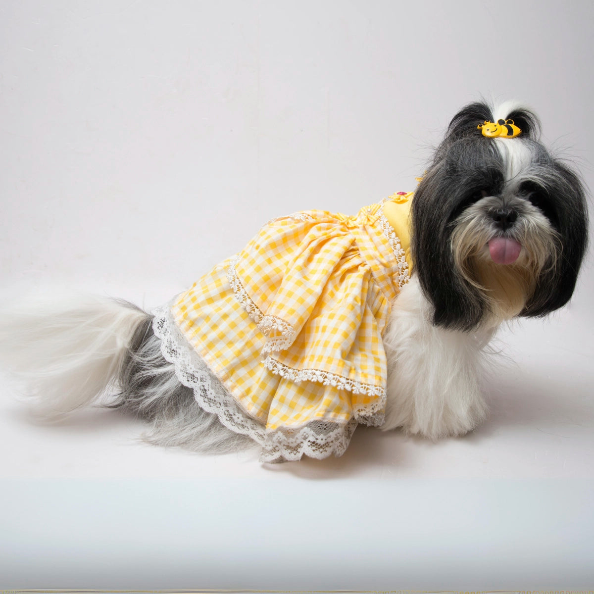 Bella At Home (Dog)