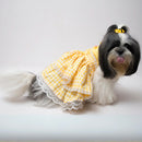 Bella At Home (Dog)