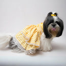 Bella At Home (Dog)