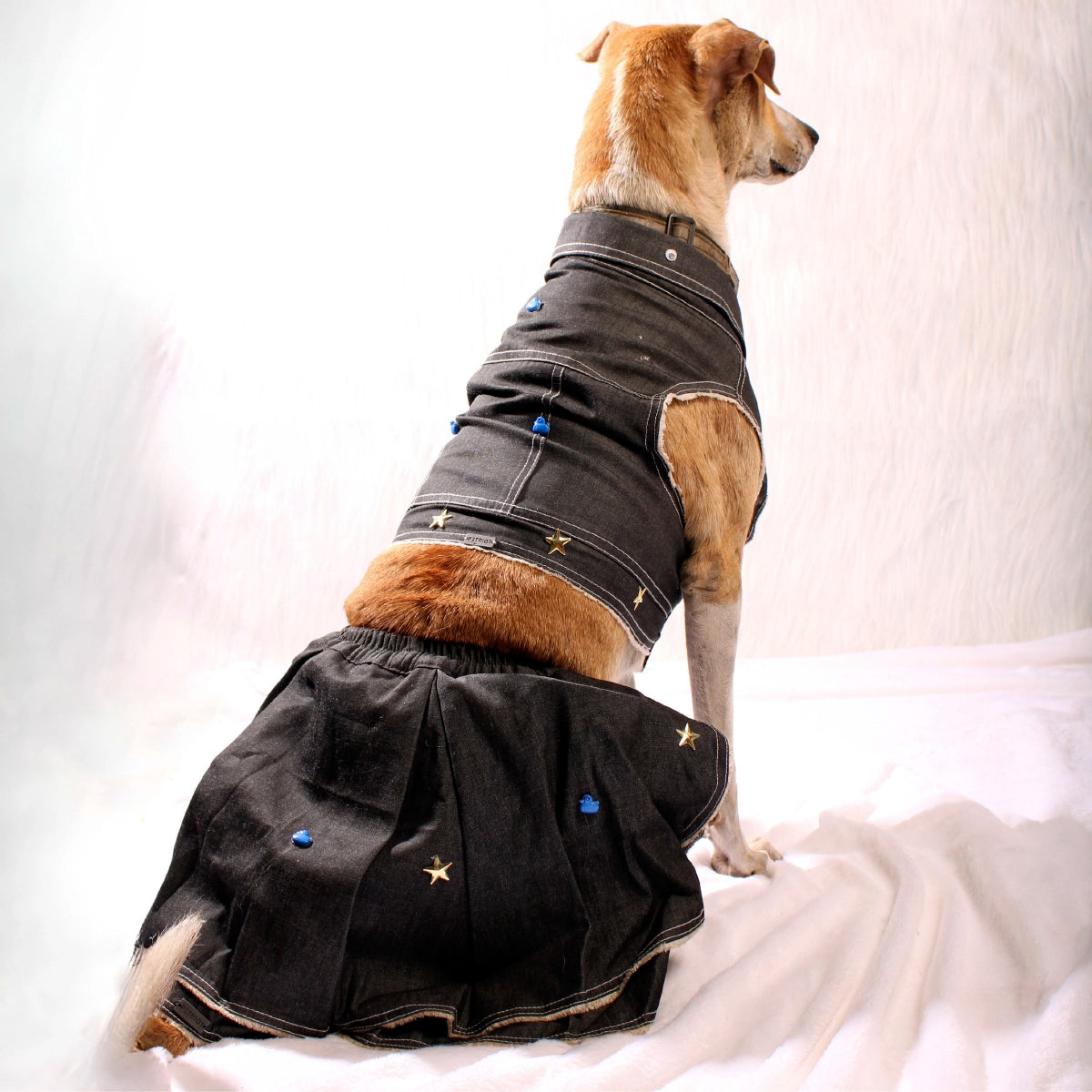 Black Minis(Dog)