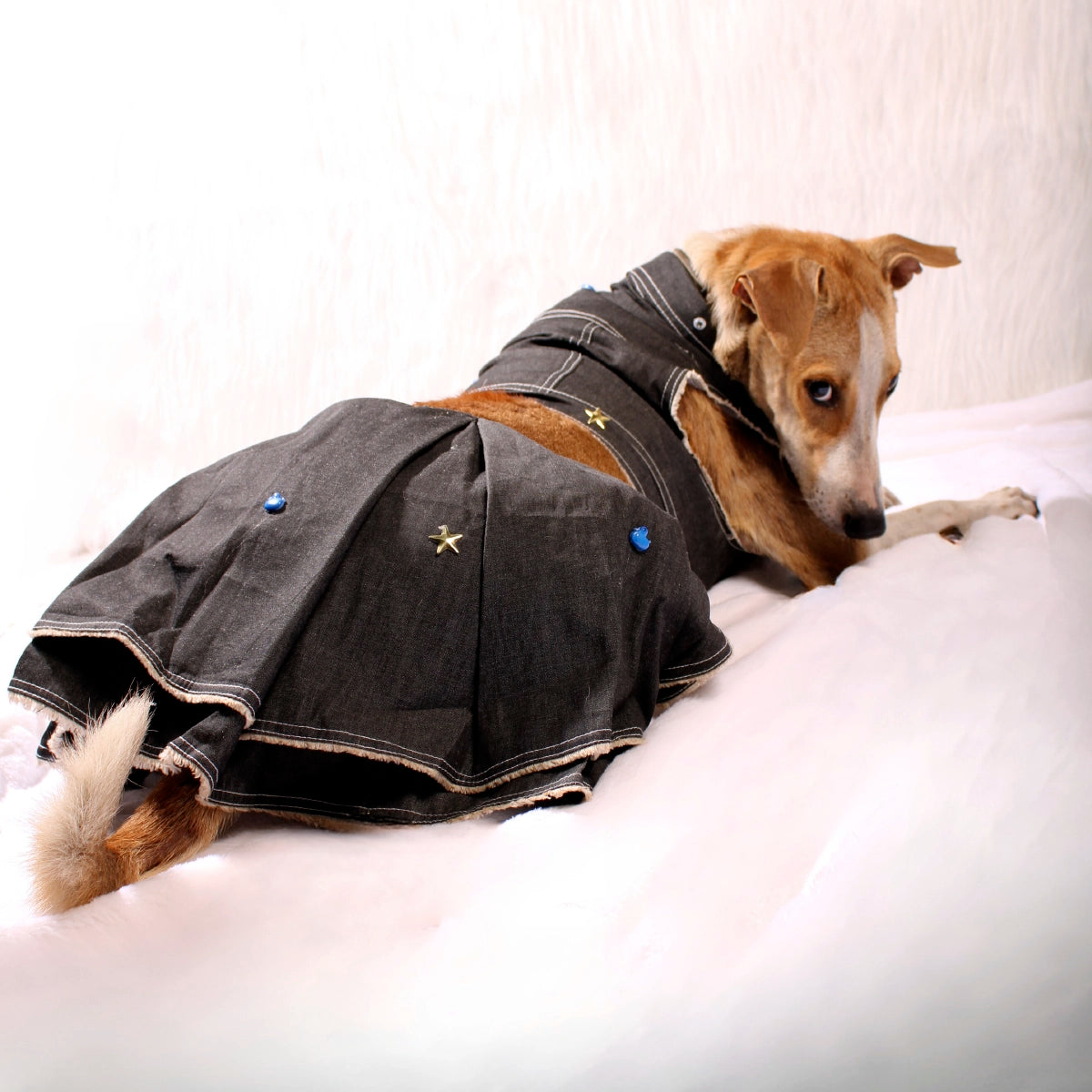 Black Minis(Dog)
