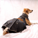 Black Minis(Dog)