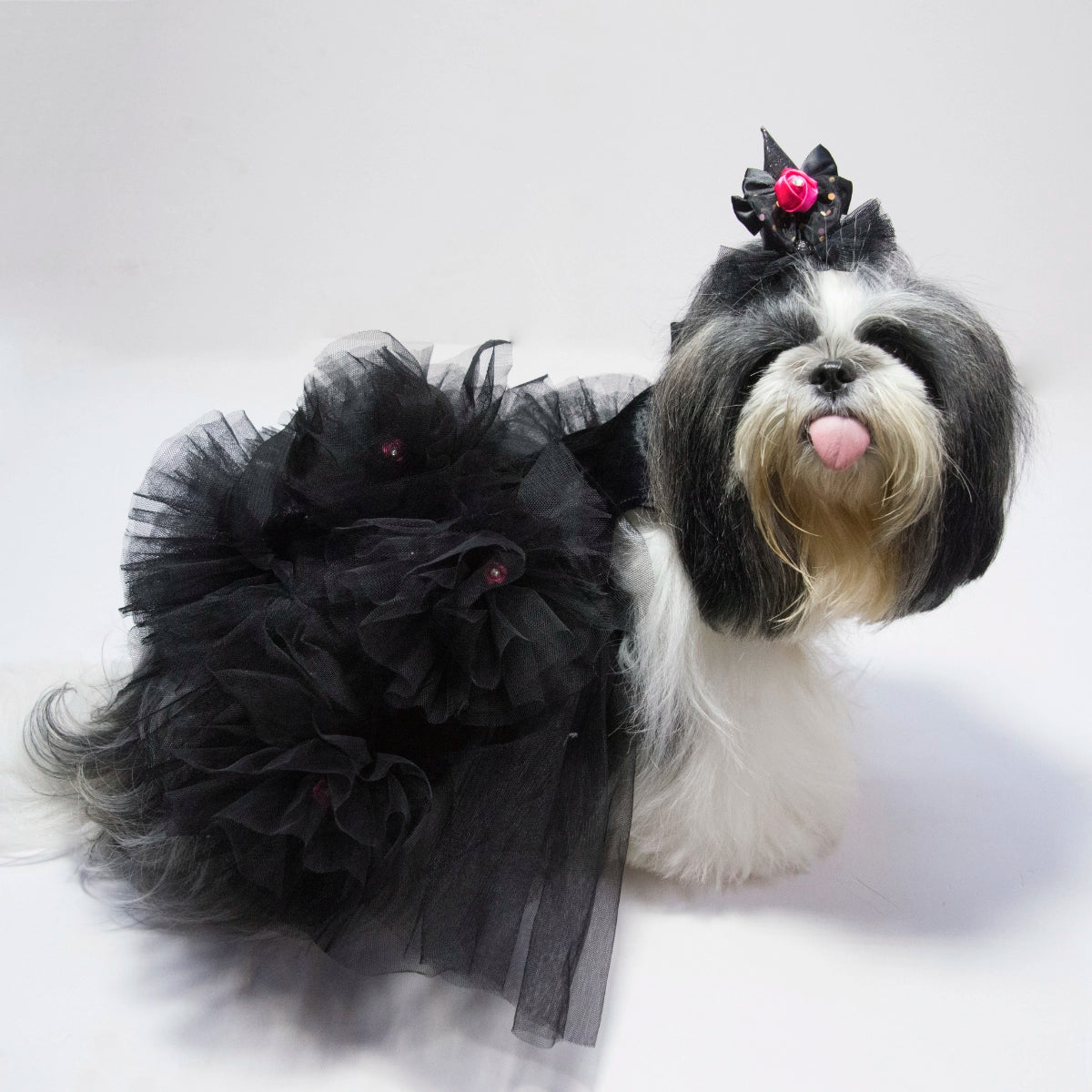 Black Swan(Dog)