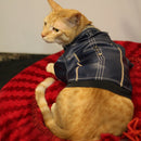 Blue Leather Jacket(Cat)