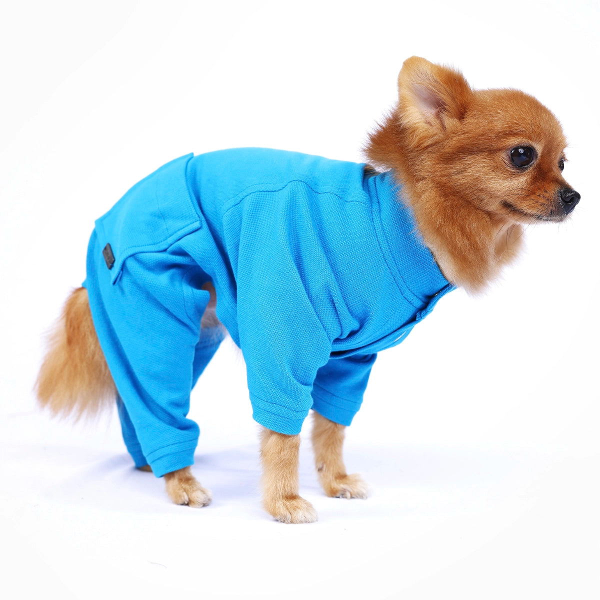 Blue Onesis (Dog)